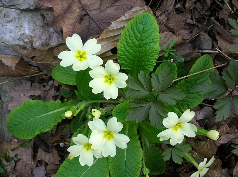 Primula vulgaris (=acaulis) / Primula comune